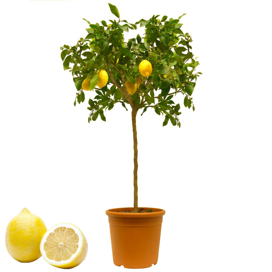 Zitronenbaum mit Früchten und zwei Zitronen