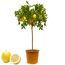 Zitronenbaum mit Früchten und zwei Zitronen
