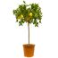 Zitronenbaum mit Früchten im Topf