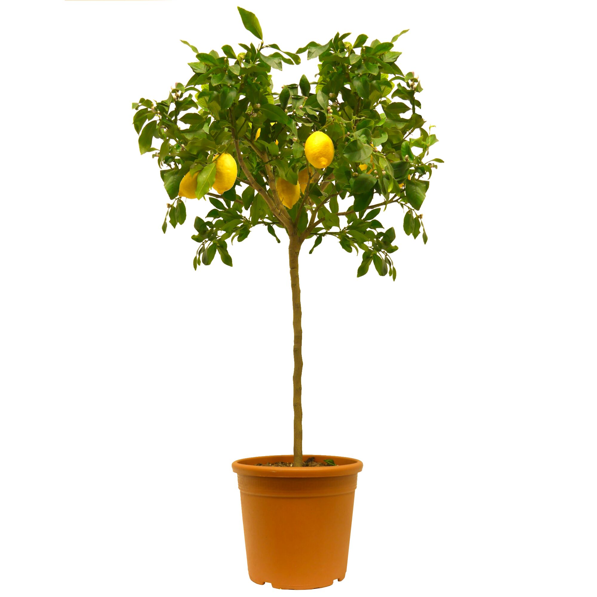 Zitronenbaum mit Früchten im Topf