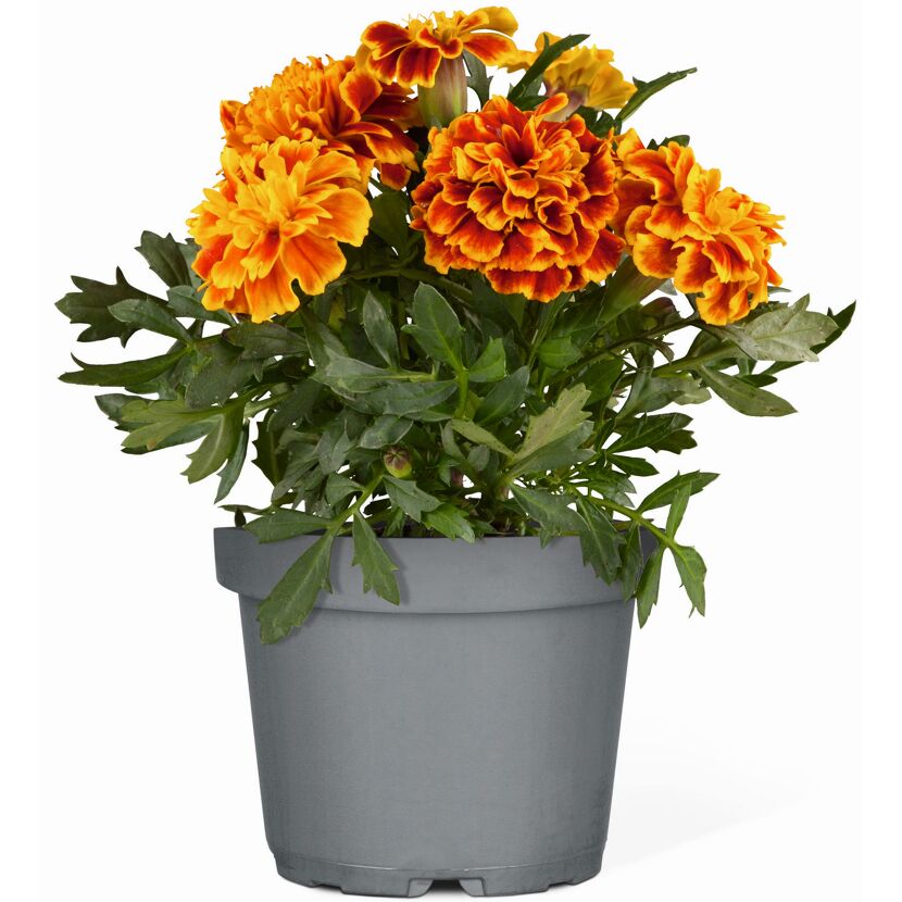 Topf mit Studentenblumen