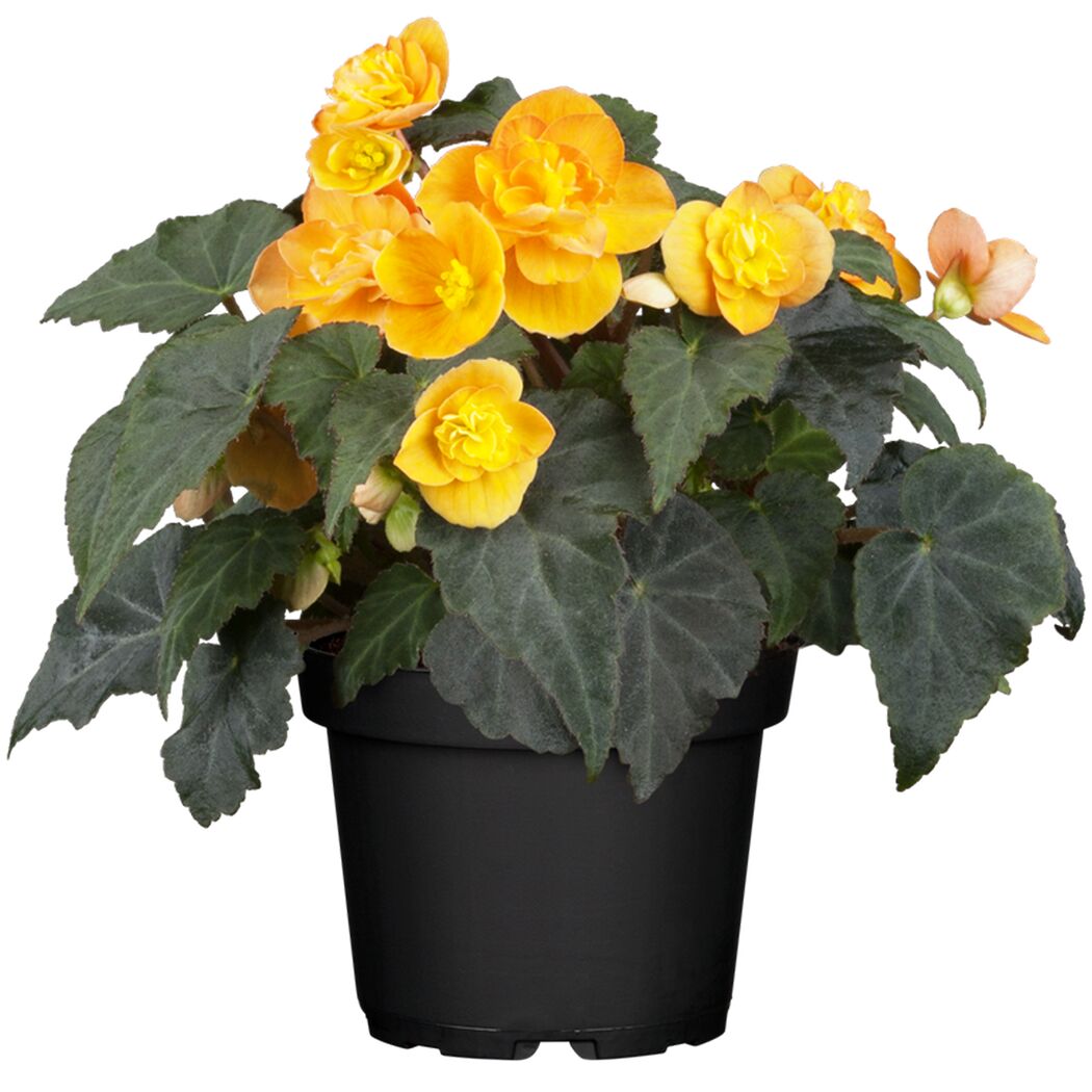 Begonie mit orangen Blüten im Topf