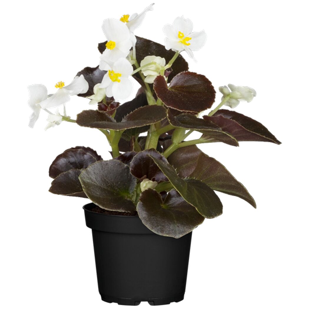 Begonie mit weißen Blüten und dunkelroten Blättern im Topf