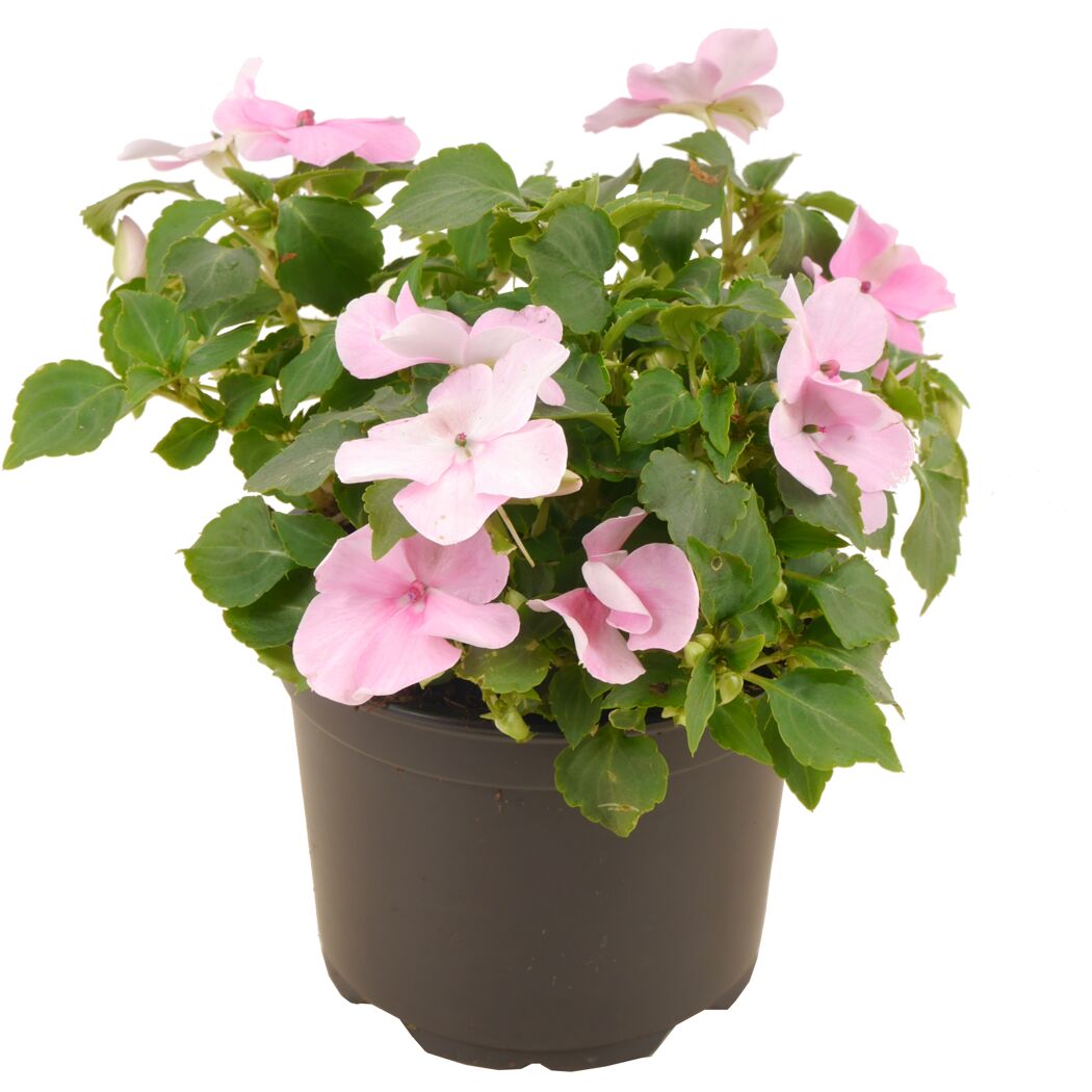 Topfpflanze mit rosa Blüten