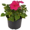 Rosa Impatiens Walleriana in schwarzem Topf