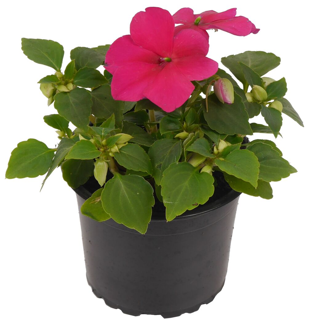Rosa Impatiens Walleriana in schwarzem Topf