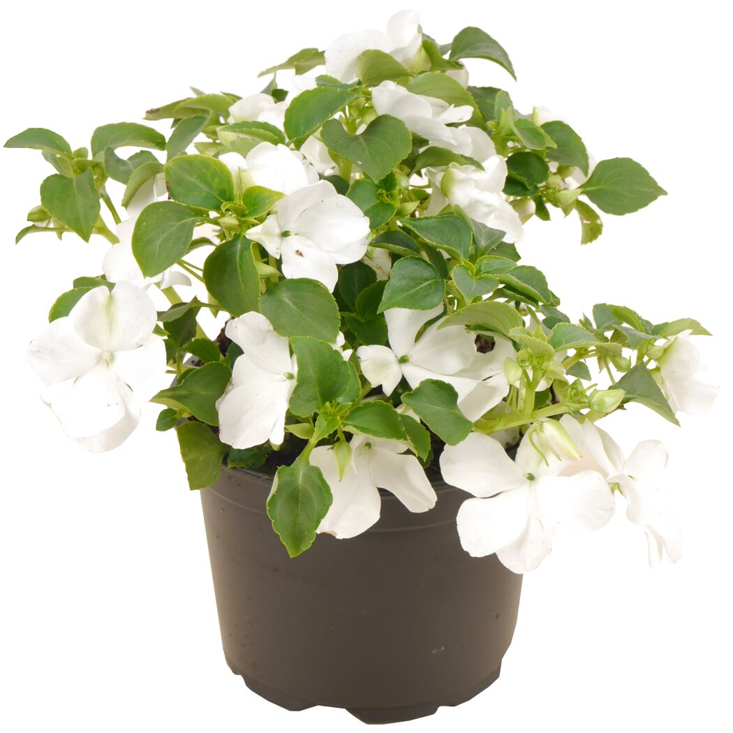 Weiße Impatiens-Pflanze im Topf