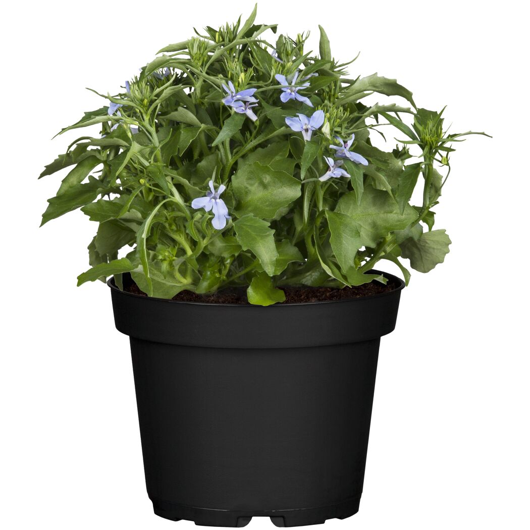 Lobelie mit blauen Blüten im schwarzen Topf