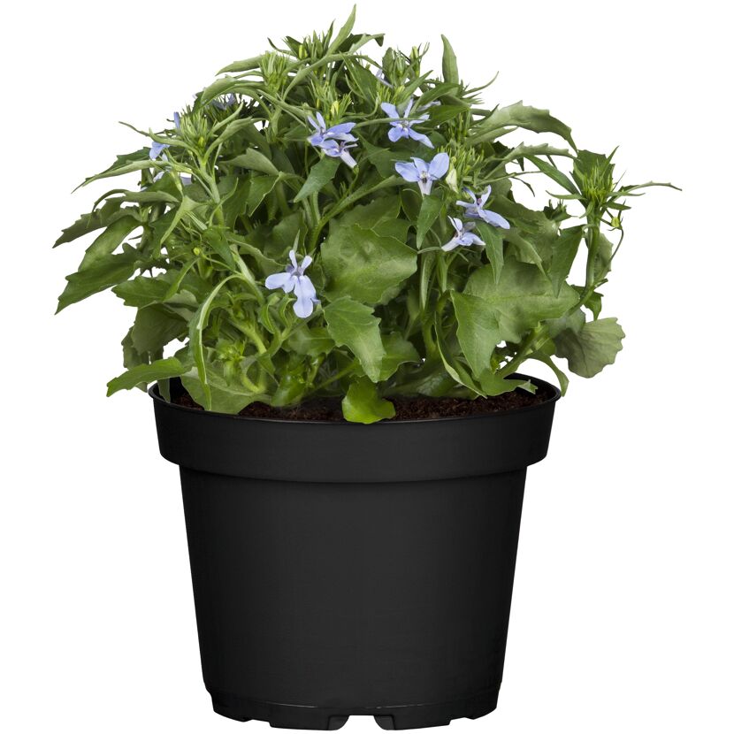 Lobelie mit blauen Blüten im schwarzen Topf