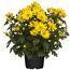 Gelbe Bauernchrysantheme im Topf