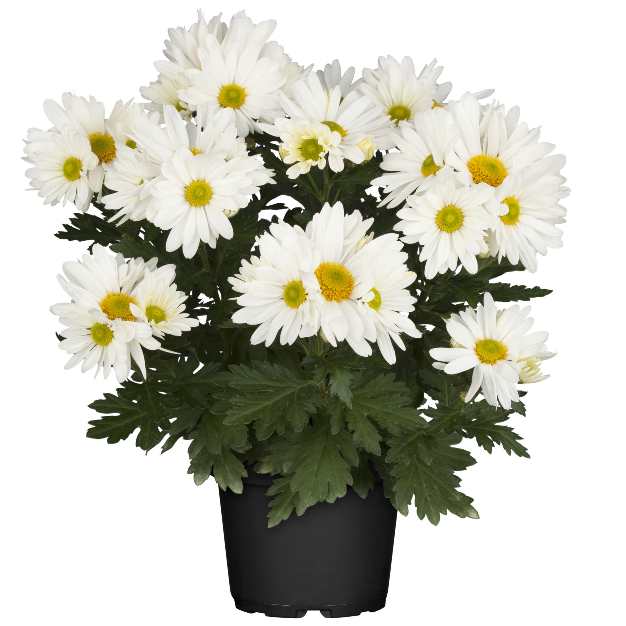 Bauernchrysantheme 13 cm Topf + product picture