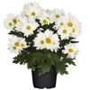Weiße Bauernchrysantheme im Topf