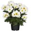 Weiße Bauernchrysantheme im Topf