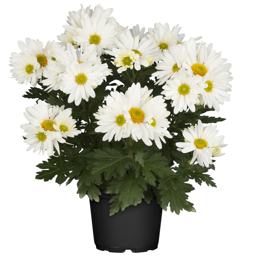 Weiße Bauernchrysantheme im Topf
