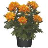 Topf mit orangefarbenen Chrysanthemen