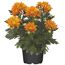 Topf mit orangefarbenen Chrysanthemen