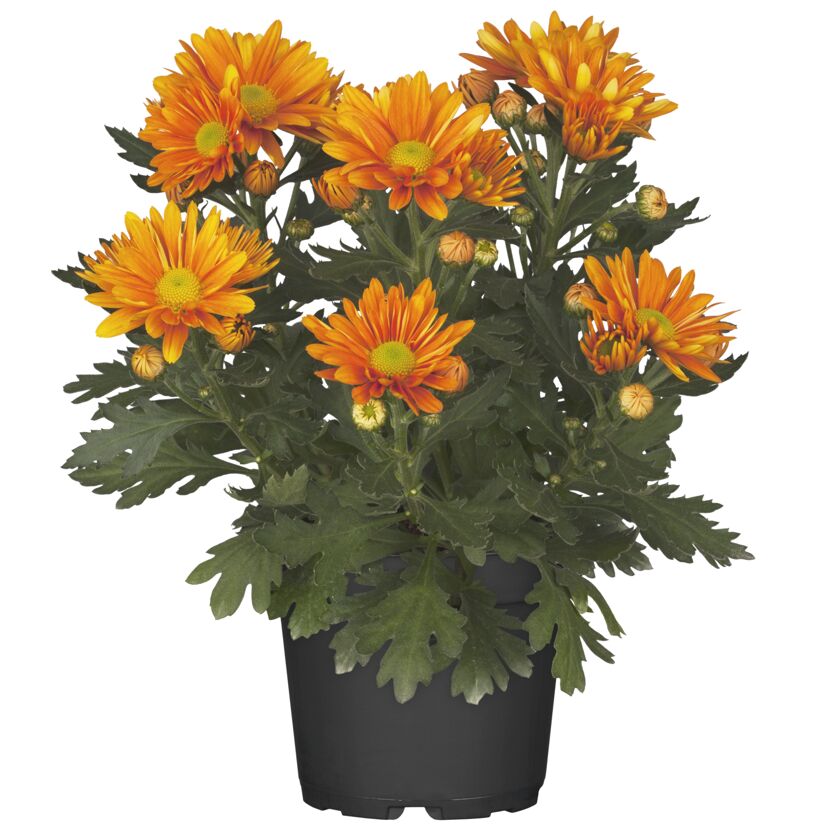 Topf mit orangefarbenen Chrysanthemen