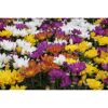 Bunte Bauernchrysanthemen