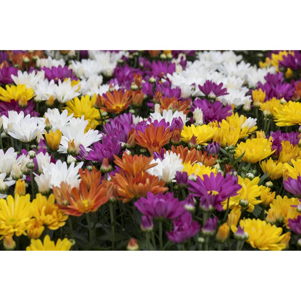 Bunte Bauernchrysanthemen