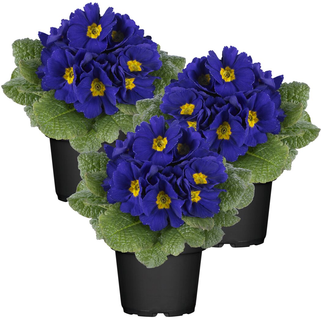 Drei blaue Primeln in schwarzen Blumentöpfen