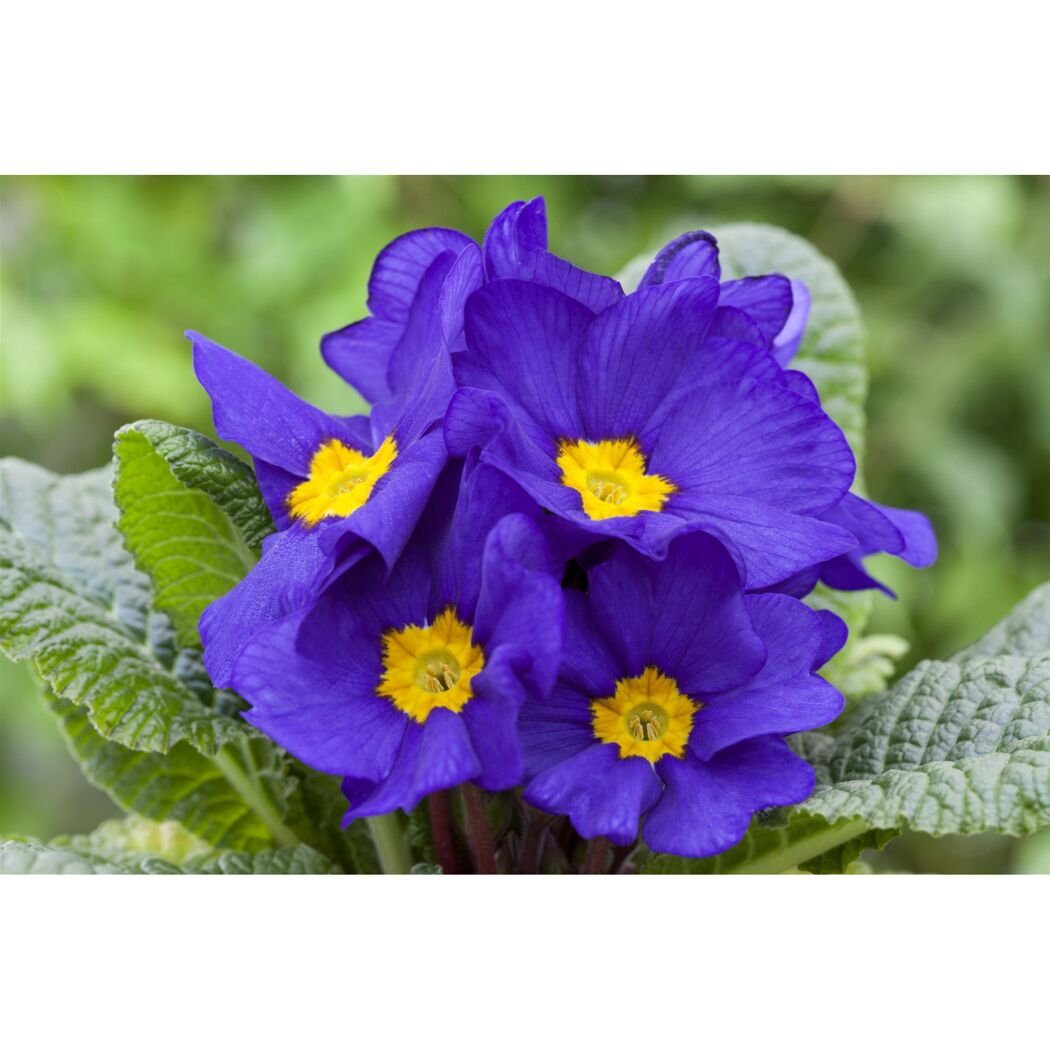Blaue Primeln mit gelber Mitte