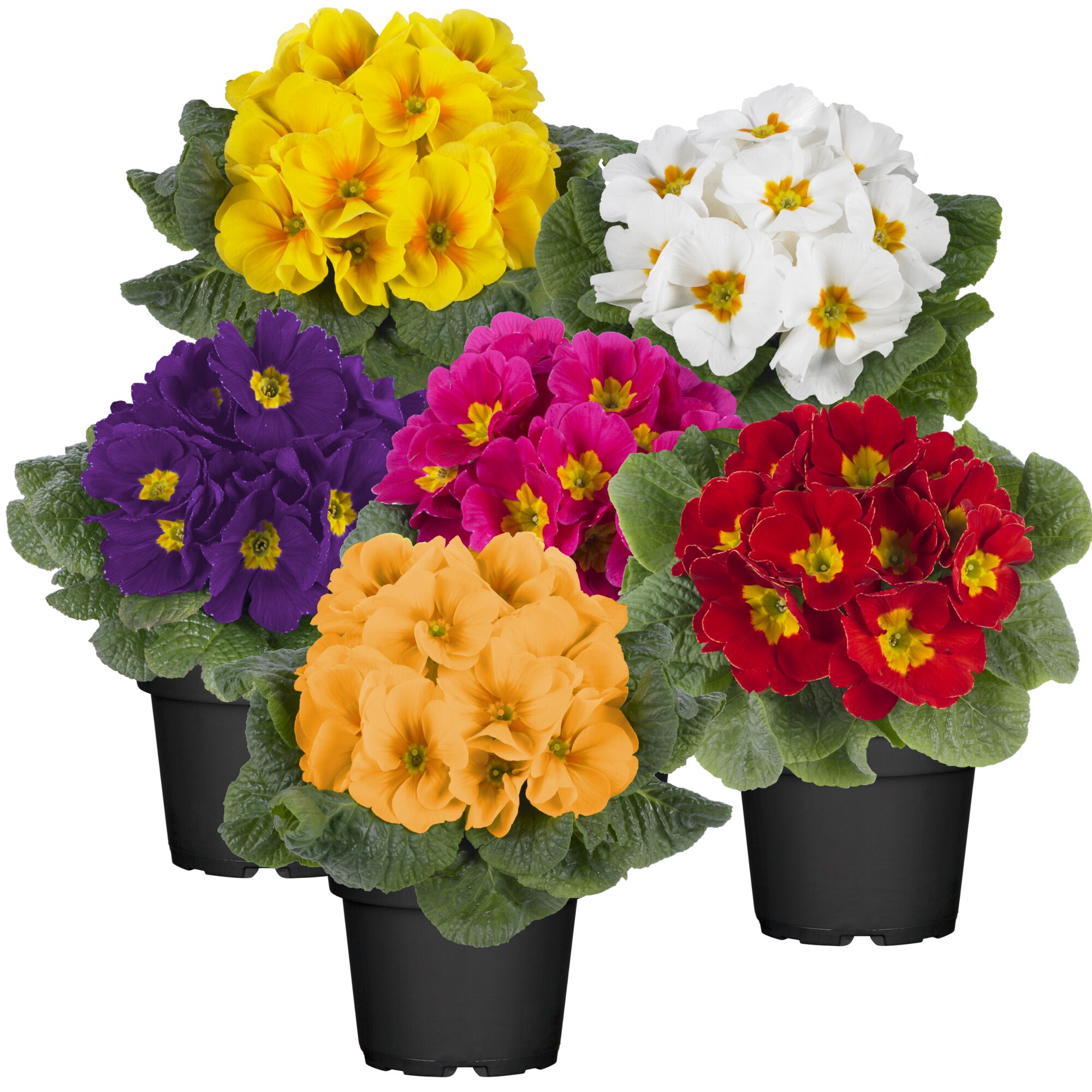 Bunte Primeln in verschiedenen Farben im Topf