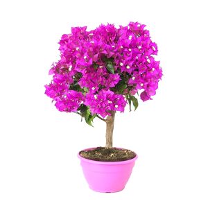 Drillingsblume 'Sanderiana' 20 cm Schale