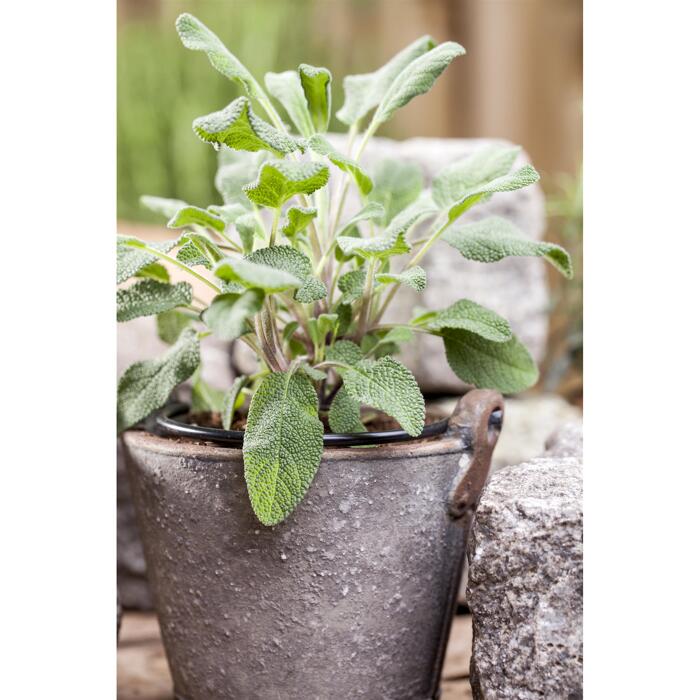 Salbei 14 cm Topf