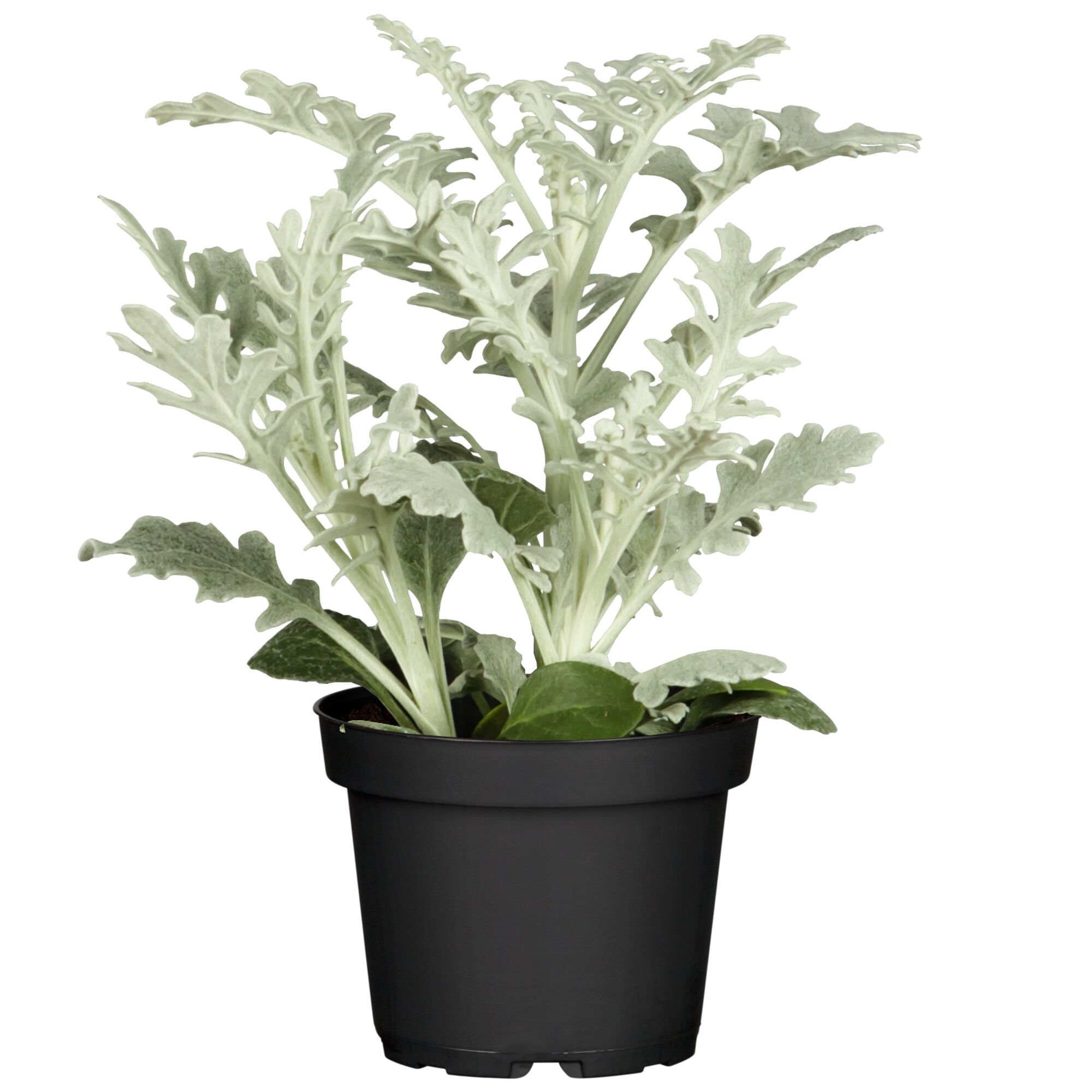 Silberblattpflanze im schwarzen Topf