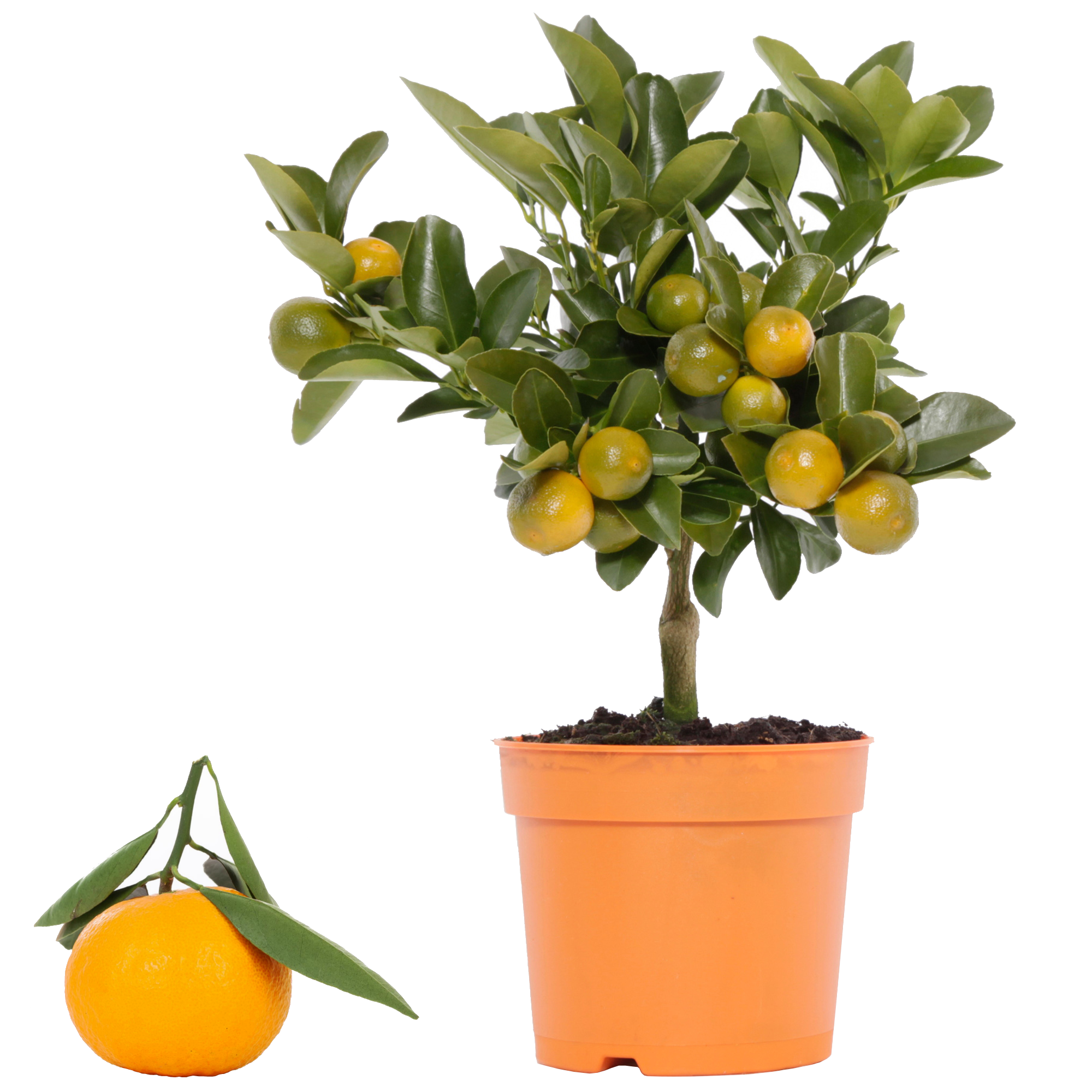 Calamondin-Orange 12 cm Topf + product picture