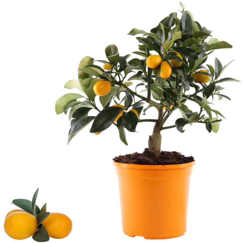 Zwergorange im Topf und Früchte