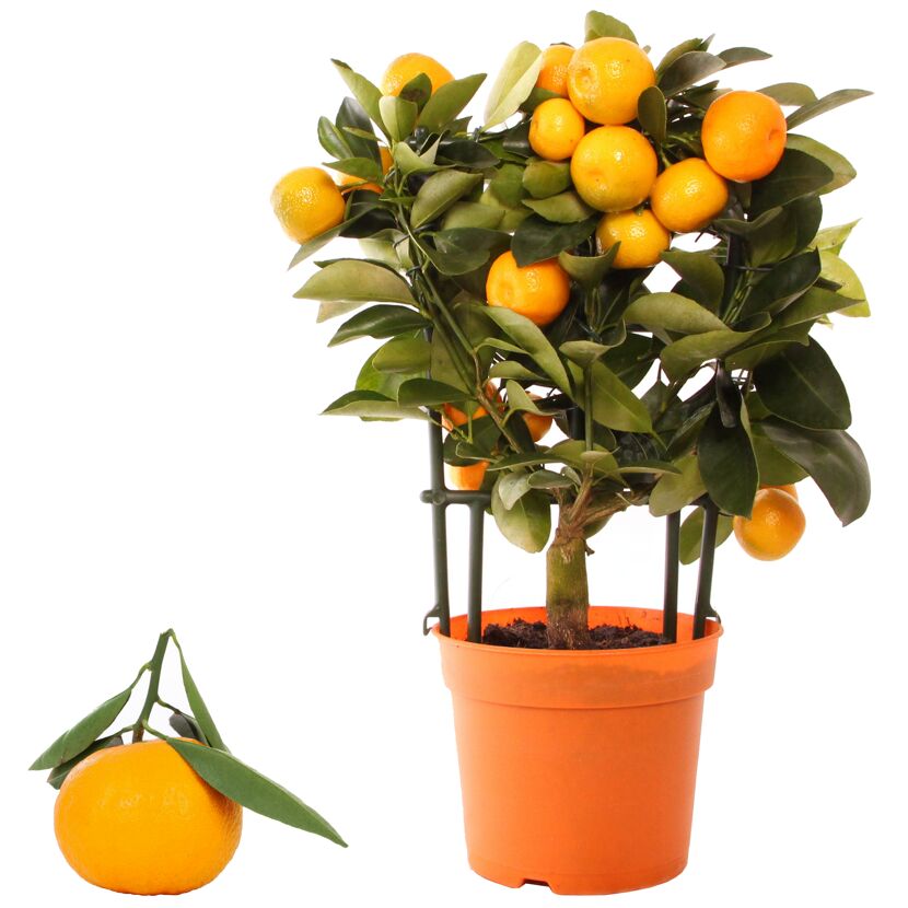 Calamondin-Orangenbäumchen mit Früchten im Topf