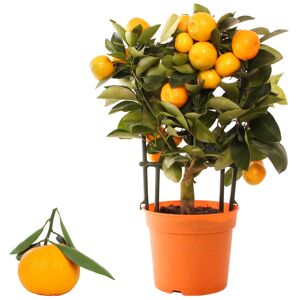 Calamondin-Orange am Spalier 12 cm Topf