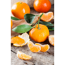 Verkleinertes Bild von Calamondin-Orange am Spalier 12 cm Topf