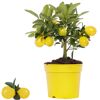 Limette 'Limequat' 12 cm Topf