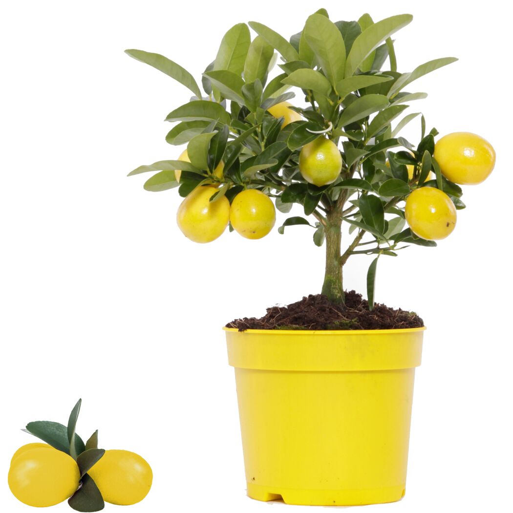Limette 'Limequat' 12 cm Topf