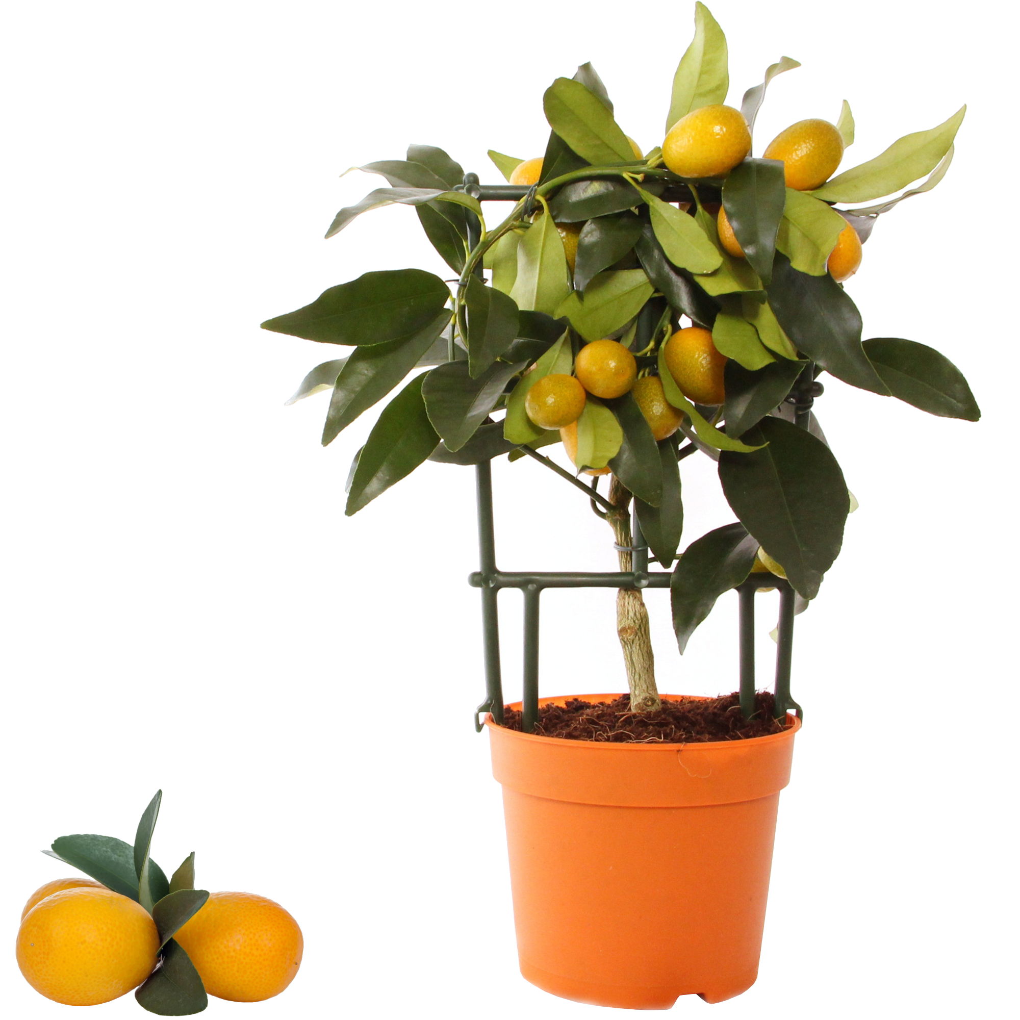 Kumquat am Spalier 12 cm Topf + product picture