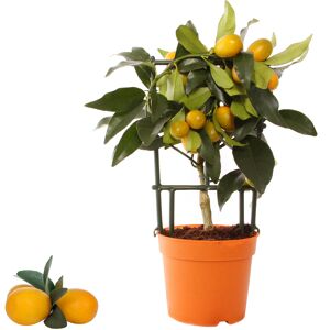 Kumquat am Spalier 12 cm Topf
