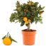 Calamondin-Orange im Topf und einzelne Frucht