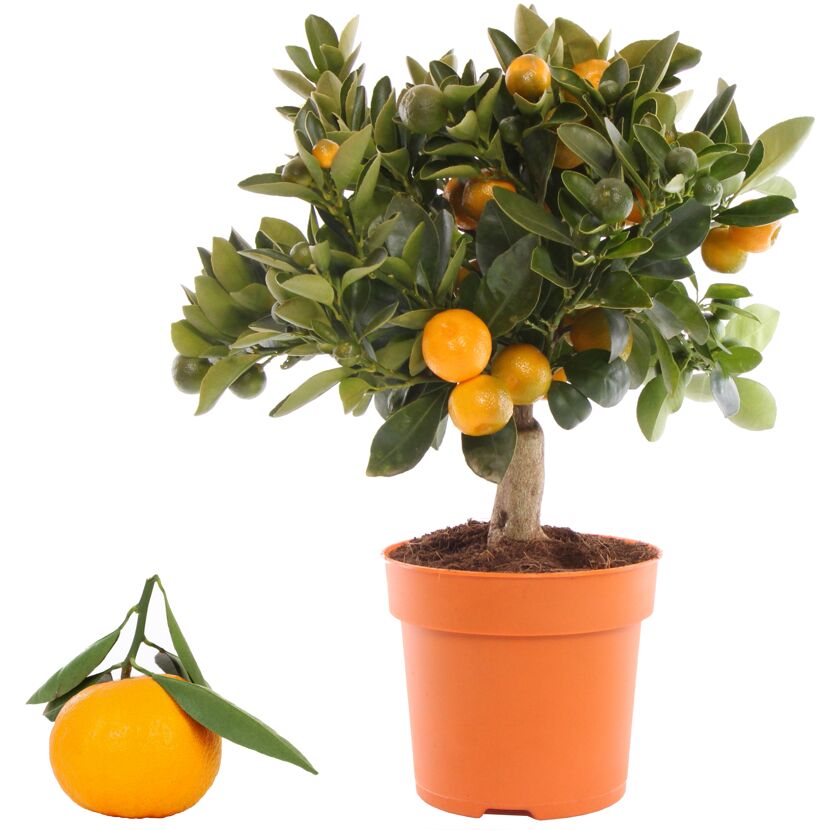Calamondin-Orange im Topf und einzelne Frucht