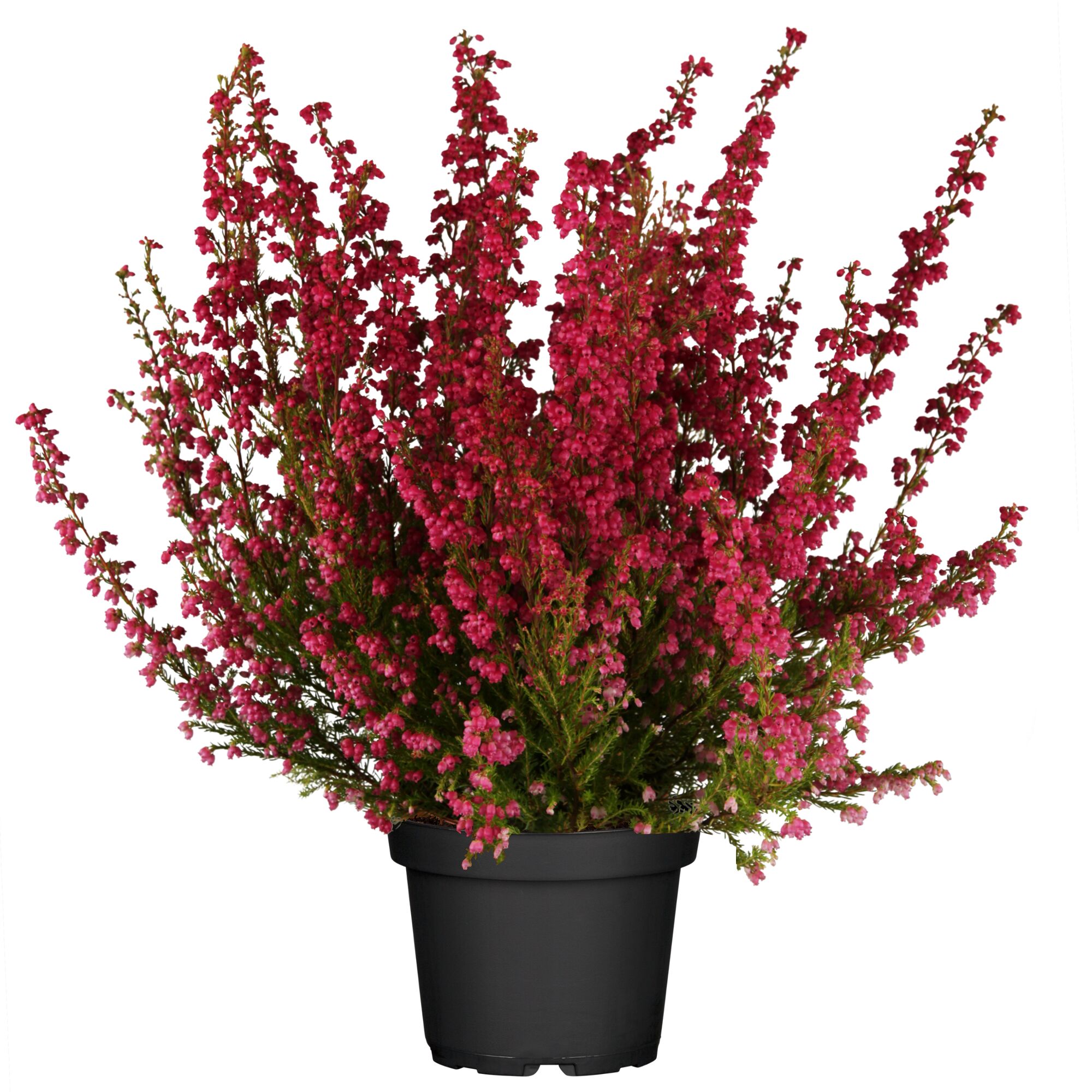 Rosa Besenheide in schwarzem Topf