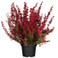 Glockenheide rot 11 cm Topf