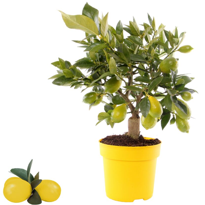 Zierlimette Citrofortunella im gelben Topf