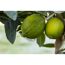 Zwei grüne Limetten am Baum