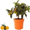 Zwergorange 'Floridana Margarita' im Topf