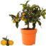 Zwergorange 'Floridana Margarita' im Topf
