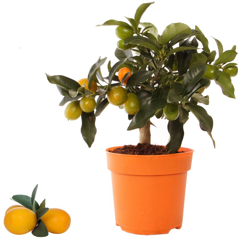 Zwergorange 'Floridana Margarita' im Topf