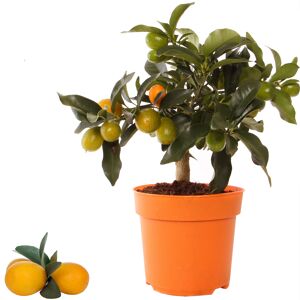 Kumquat 14 cm Topf