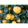 Reife Früchte der Zwergorange 'Floridana'