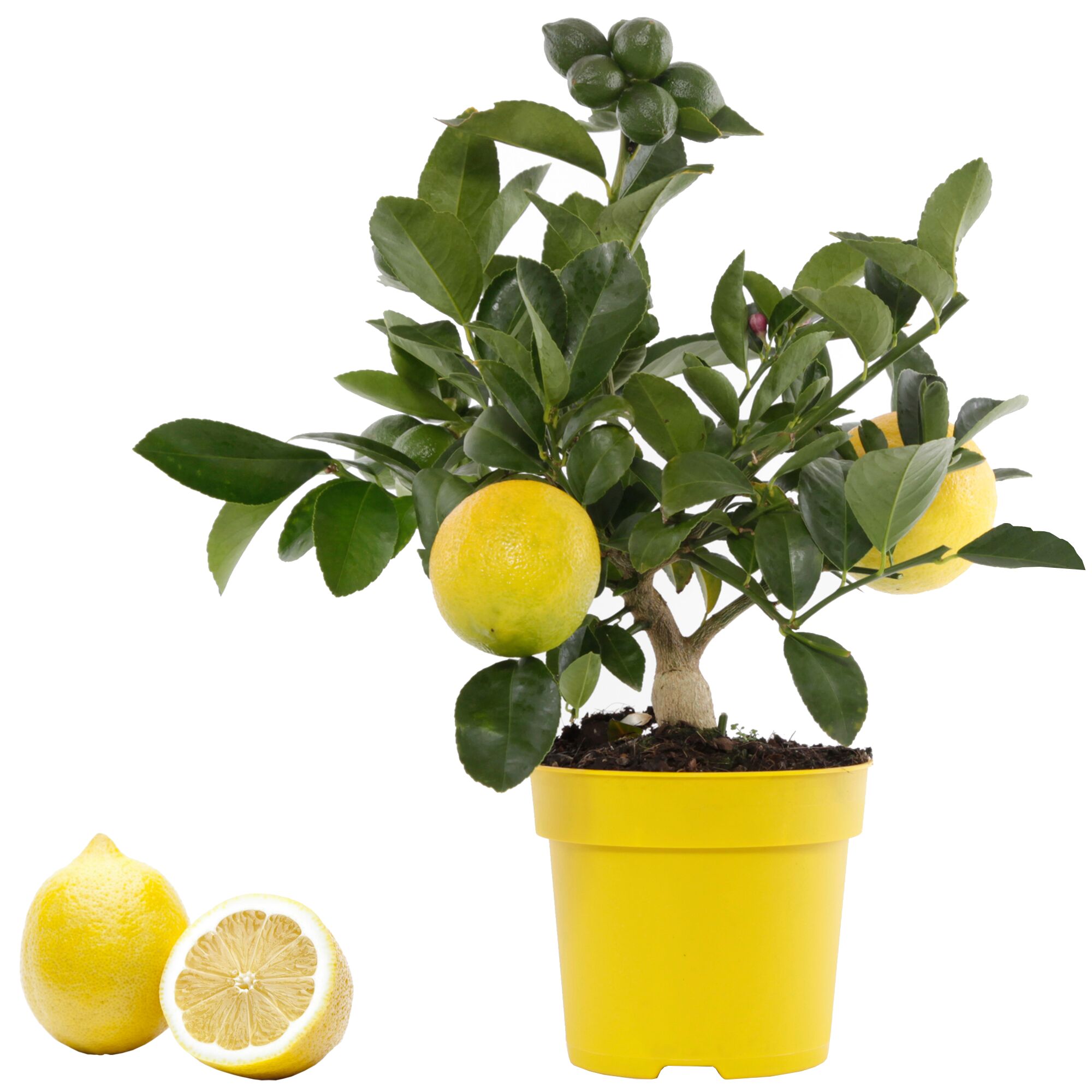 Meyer-Zitrone im gelben Topf, daneben zwei Zitronenhälften